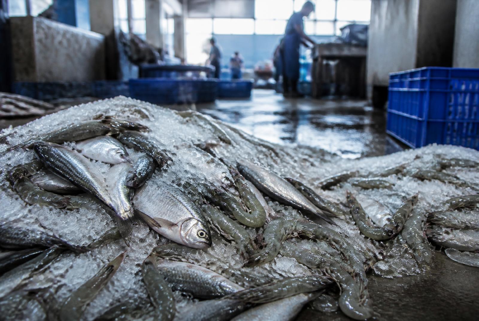 Marine Products sourced by KOLOTH TRADERS